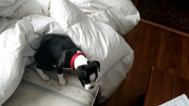 VID_20181209_114229-ANIMATION.gif