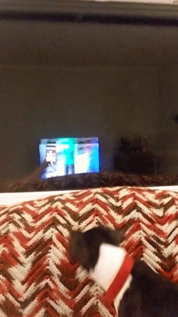VID_20181210_194656-ANIMATION.gif